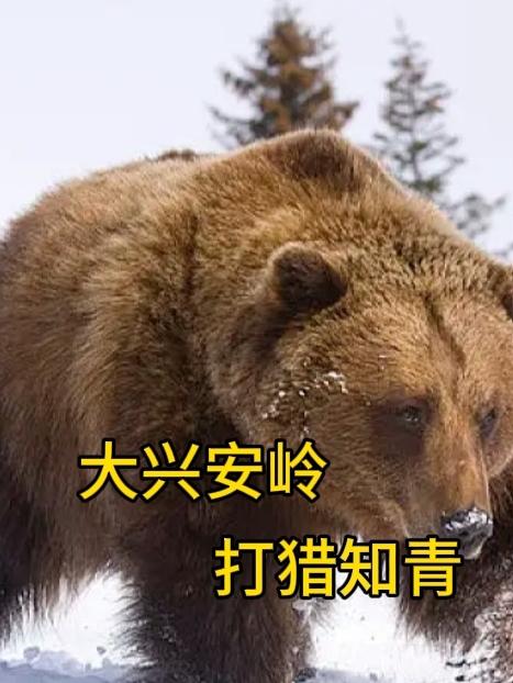 东北大兴安岭知青